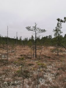 Mänty suolla